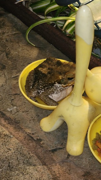 하와이 두꺼비의 싸움걸기. 약자일 것 같은 두꺼비가 탐욕에 이성을 잃고 고양이 밥그릇을 독차지했다. @뉴스코리아 김무성 기자