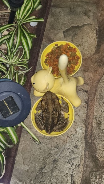 용감한 두꺼비인가 호전적인 두꺼비인가. 고양이 밥그릇을 차지한 하와이 두꺼비. @뉴스코리아 김무성 기자