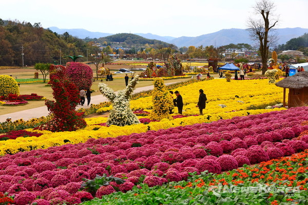 2023 화순 고인돌 가을꽃 축제장 전경 @화순군
