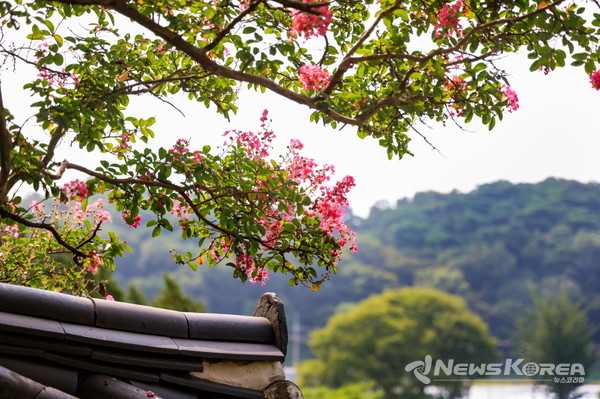 충장사 일원 배롱나무 @당진시