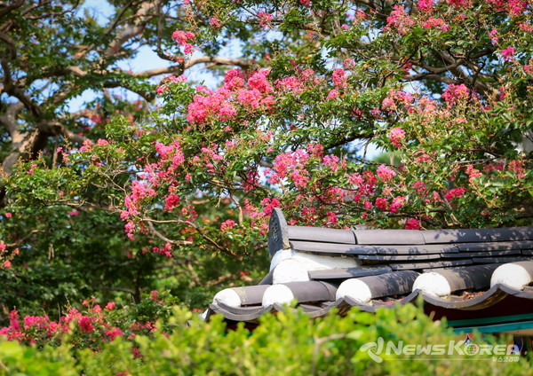 충장사 일원 배롱나무 @당진시