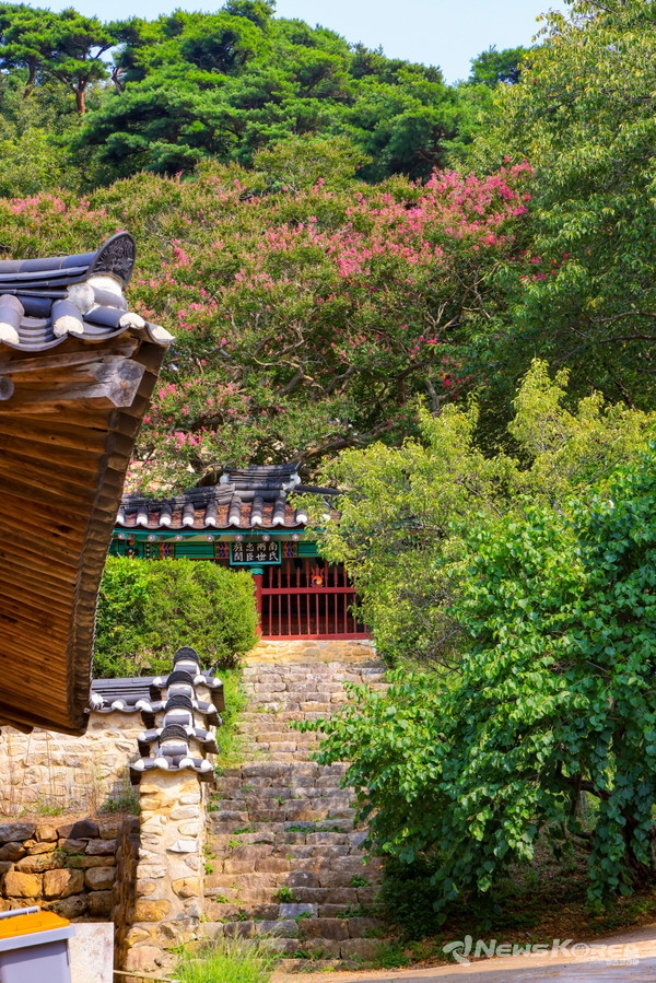 충장사 일원 배롱나무 @당진시