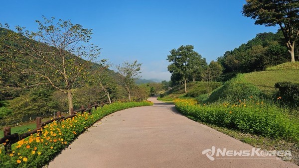 고인돌유적지 내 황화코스모스 개화한 모습 @화순군