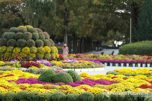 고양 일산호수공원에서 ‘2024가을꽃축제’ 개최 @고양시