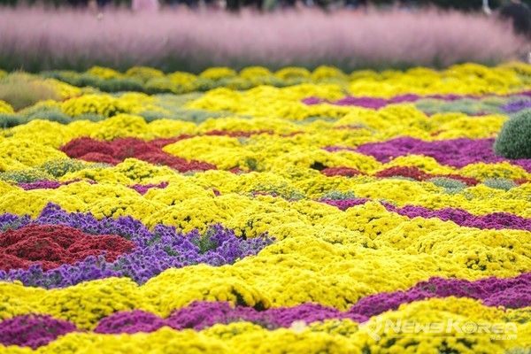 고양 일산호수공원에서 ‘2024가을꽃축제’ 개최 @고양시