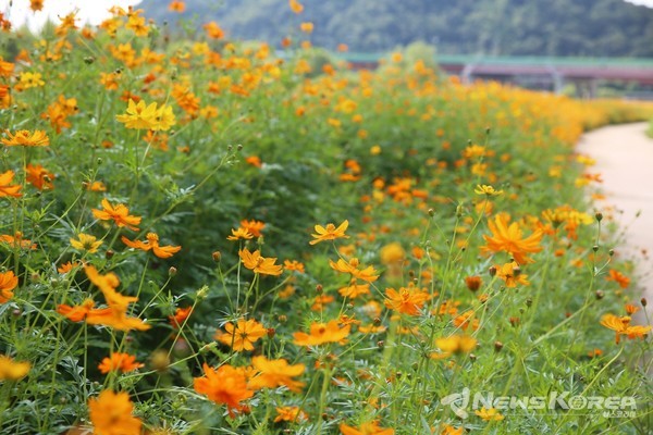 창릉천에 만개한 황화코스모스 @고양시