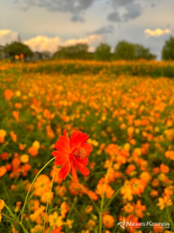 해질녘 강매석교공원 코스모스 @고양시