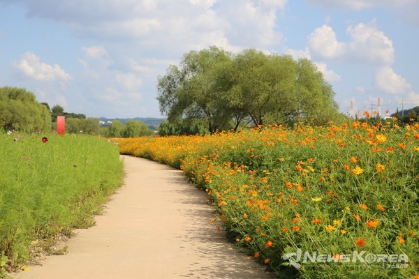 코스모스가 펼쳐진 산책로 @고양시