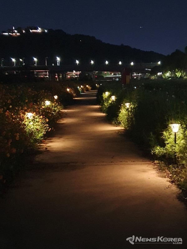 코스모스꽃밭에 설치된 태양광 야간 조명등 @고양시