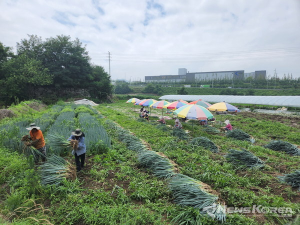 농가에서 외국인 계절근로자들이 영농 작업을 하고 있다. @아산시