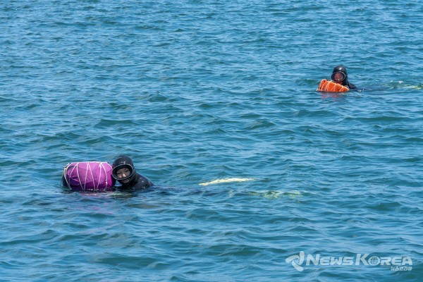 두렁박을 안고 헤엄치는 보령 해녀 @충남역사문화연구원