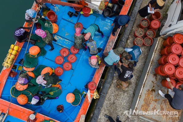 해삼을 옮기는 해삼상인과 해녀 @충남역사문화연구원