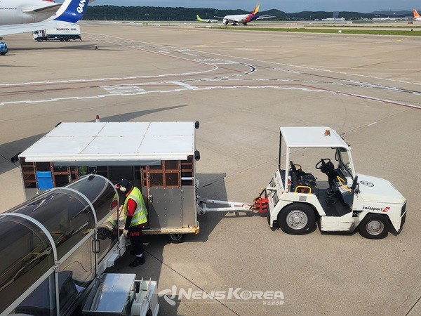 카놋샤크(QANOT SHARQ) 항공기가 타슈켄트공항에서 이륙 준비중이다  @뉴스코리아 허승규 기자