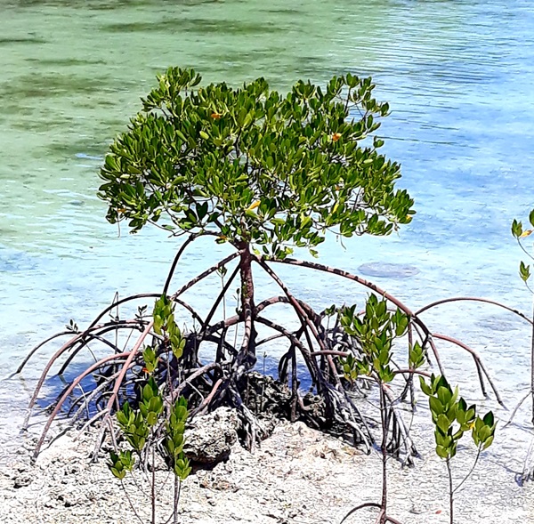 기후변화 지킴이 '맹그로브'는 1 헥타르 당 약 1,000톤 탄소를 저장하고 해일로부터 인간을 보호하는 방파제 역할을 한다   @뉴스코리아 허승규 기자