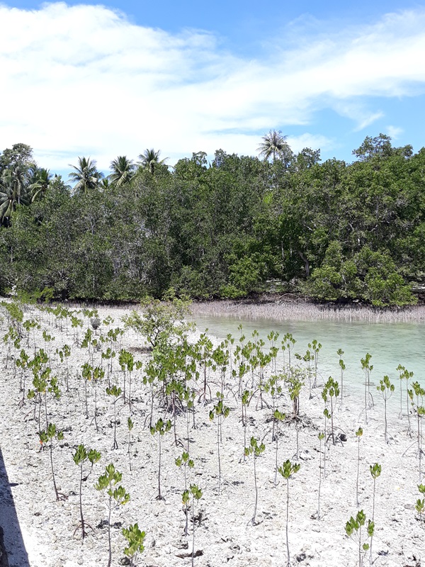 열대우림보다 최대 5배의 탄소를 흡수하는 맹그로브 숲  @뉴스코리아 허승규 기자