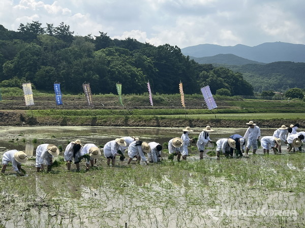 ‘아트밸리 아산 제3회 에코 농 페스티벌 전통 벼 베기 행사’ @아산시