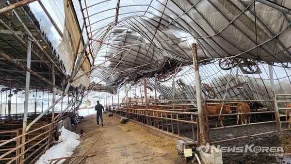 축산농가 피해 현장 @안성시