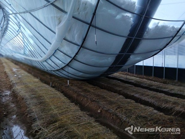 폭설로 주저앉은 하우스 @안성시