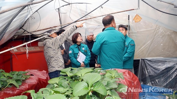 딸기 재배 피해농장을 김보라 안성시장이 둘러보고 있다. @안성시