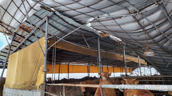 축산농가 피해 @안성시