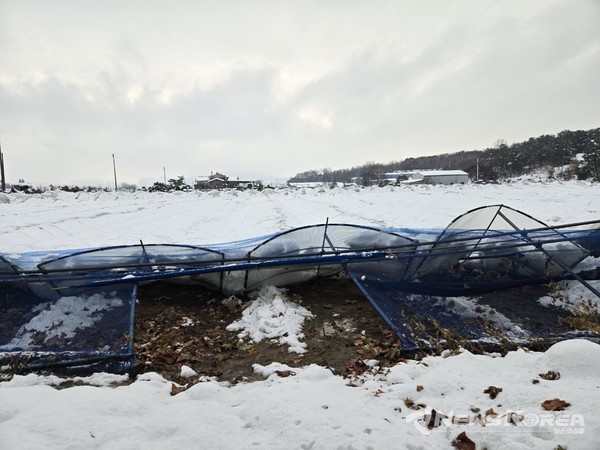 포도비가림 피해 농가 @안성시