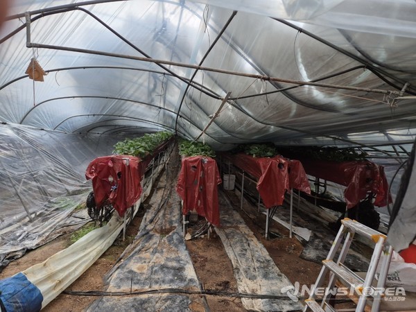 딸기 시설하우스 피해 농가 @안성시