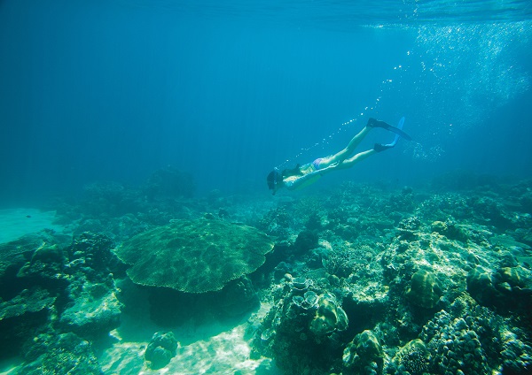 팔라완 주 북부의 부수앙가(Busuanga) 지역에 위치한 블랙 아일랜드의 테이블 산호 @필리핀관광부