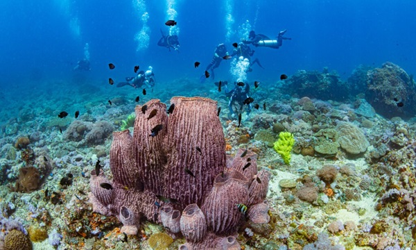 비다이버들도 준비된 스쿠버 다이빙 체험 프로그램을 통해 필리핀의 해양 보물들을 실제로 경험했다 @필리핀관광부