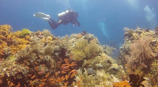 런칭 행사에서 인증을 받은 다이버들은 ‘LOVE 리프 (LOVE Reef)’와 같은 아름다운 수중 경관을 직접 탐험했다 @필리핀관광부 