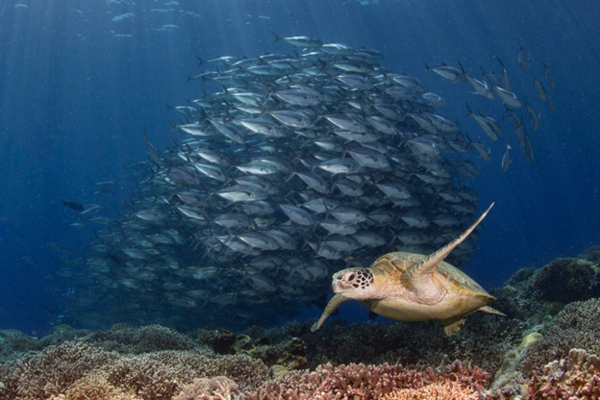 PHIDEX(필리핀 국제 다이빙 엑스포) 홍보물  @필리핀관광부