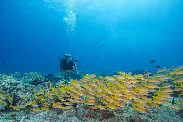 몰디브에서는 스쿠버 다이빙 등 다양한 해양스포츠를 즐길 수 있다    @팜투어