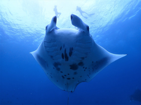 만타레이 투어   @팜투어