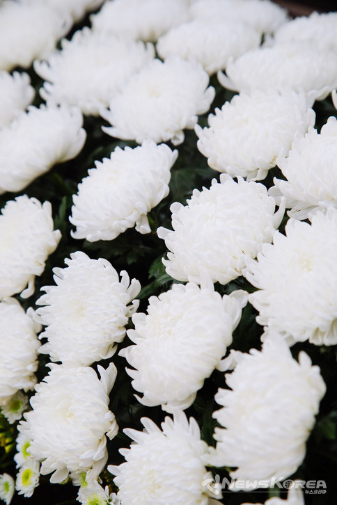 장례 (사건), 국화, 꽃, 애도 @뉴스코리아 포토DB