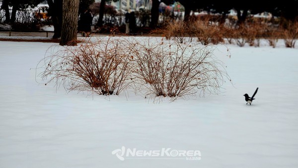 경복궁 @뉴스코리아 허승규 기자