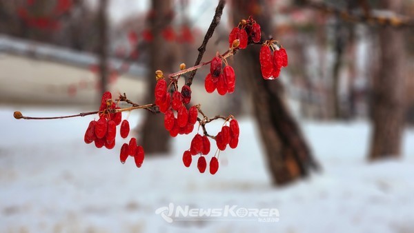 경복궁 @뉴스코리아 허승규 기자