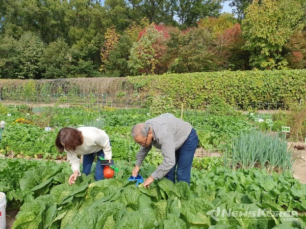 ▲구민들이 쌍문동 나눔텃밭에서 텃밭을 가꾸고 있다. @도봉구