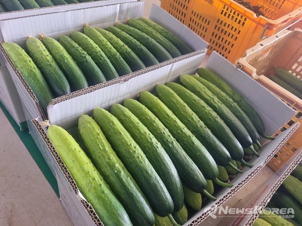 하늘그린오이가 출하준비를 마쳤다. @천안시