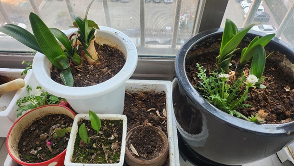 사진 제목 : 봄은 온다 @뉴스코리아 신종국 전문위원