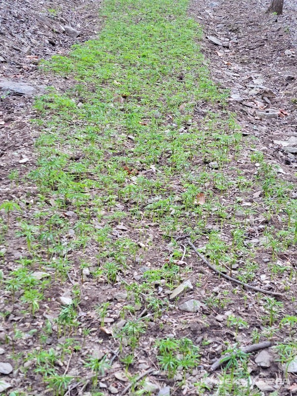 심마니 김동수 씨가 재배중인 장뇌삼 @김동수 씨 본인 제공