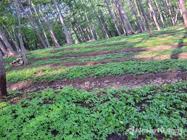 푸른잎 자태를 뽐내는 장뇌삼이 가리산 자락에 둥지를 틀었다. @김동수 씨 본인 제공