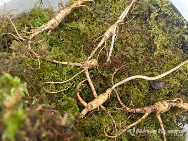 산양삼(장뇌삼) @김동수 씨 본인 제공