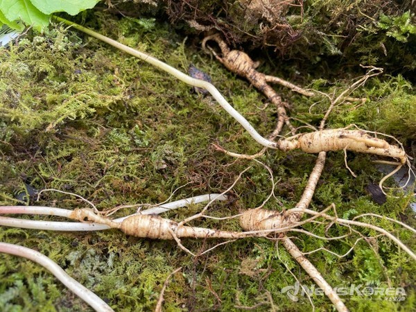 산양삼(장뇌삼) @김동수 씨 본인 제공