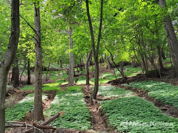 푸른잎 자태를 뽐내는 장뇌삼이 가리산 자락에 둥지를 틀었다. @김동수 씨 본인 제공