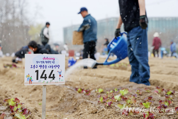 ▲쌍문동 나눔텃밭에서 지역 주민이 상추 모종에 물을 주고 있다(2025. 3. 29. 쌍문동 나눔텃밭)  @도봉구