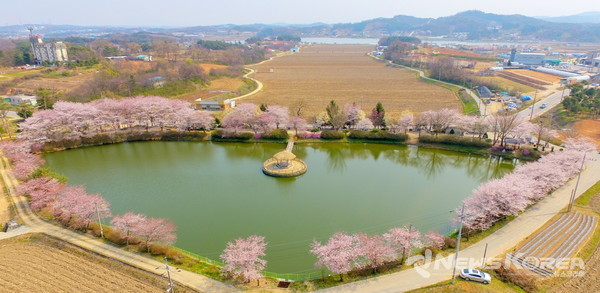 골정지 벚꽃사진 @당진시