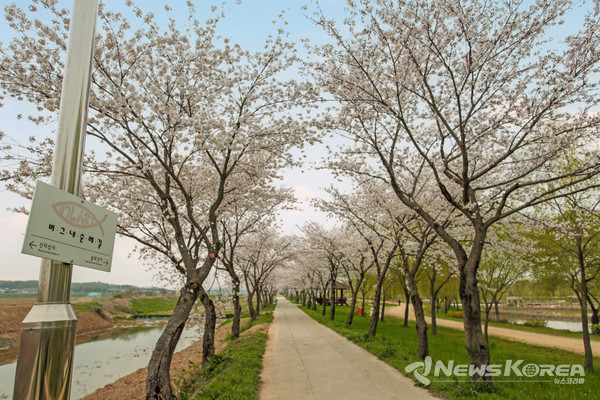 합덕제 벚꽃사진 @당진시