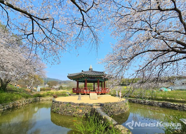 군자정 벚꽃사진 @당진시
