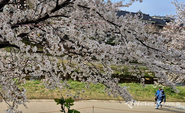야간순환형 시티투어버스 ‘별빛한바퀴’ 방문 장소인 원성천 벚꽃길.  @천안시