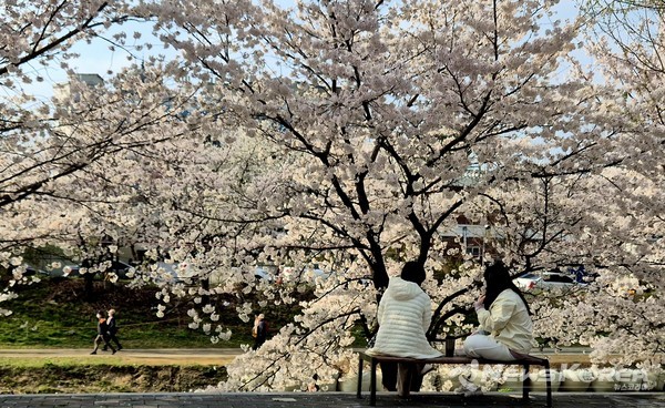 야간순환형 시티투어버스 ‘별빛한바퀴’ 방문 장소인 원성천 벚꽃길. @천안시