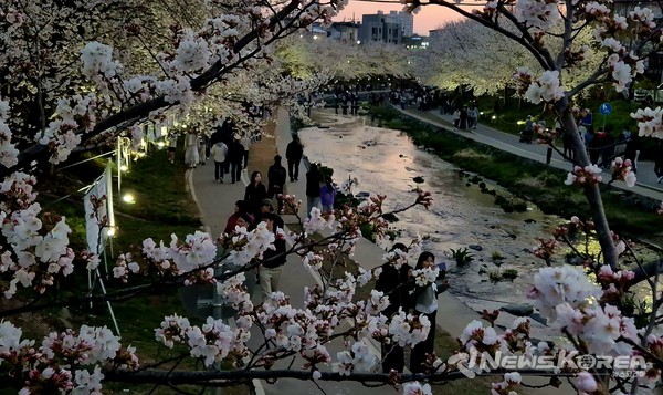 야간순환형 시티투어버스 ‘별빛한바퀴’ 방문 장소인 원성천 벚꽃길.  @천안시